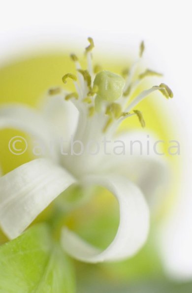 Zitrone-Cirtus-limon-10