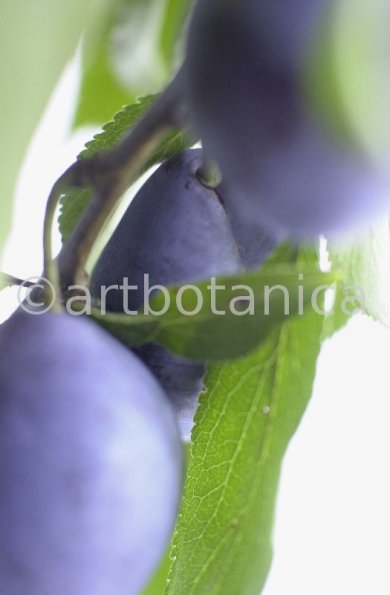 Zwetschge-Prunus-domestica-4
