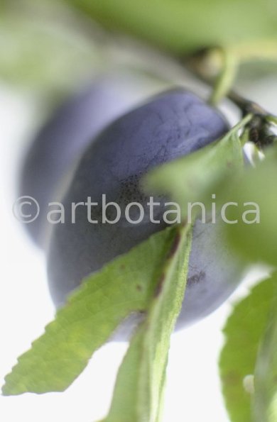 Zwetschge-Prunus-domestica-5