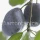 Zwetschge - Prunus domestica