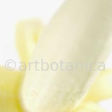 Kochen-Frucht-Banane-2