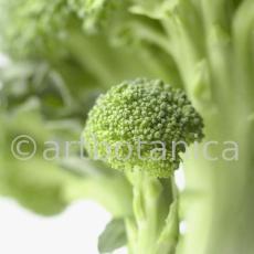 Kochen-Gemüse-Brokkoli-2