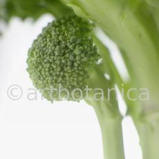 Kochen-Gemüse-Brokkoli-10