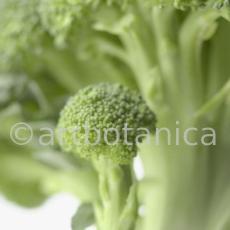 Kochen-Gemüse-Brokkoli-4
