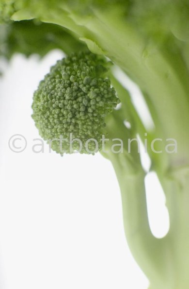 Kochen-Gemüse-Brokkoli-10