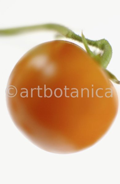 Kochen-Gemüse-Tomate-1