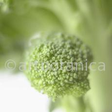 Kochen-Gemüse-Brokkoli-1