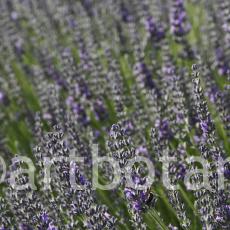 Lavendel 09