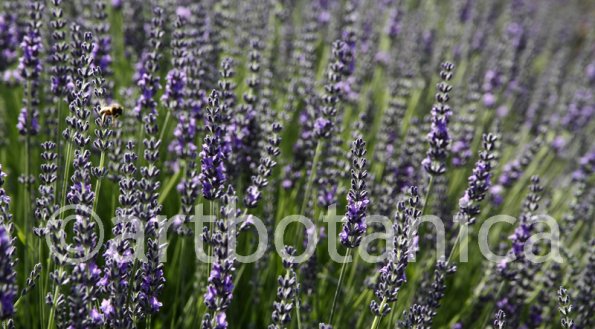 Lavendel 02