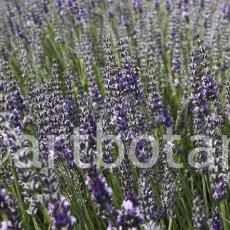Lavendel 10