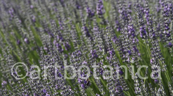 Lavendel 09