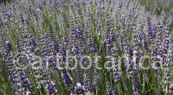 Lavendel 10