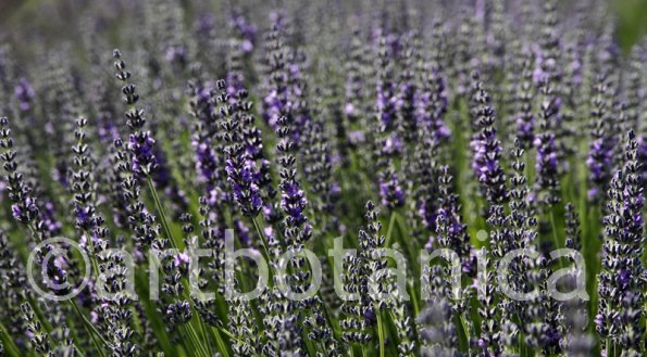 Lavendel 06