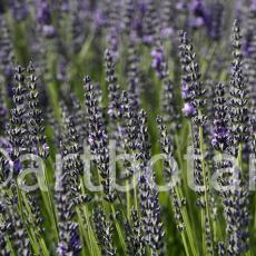 Lavendel 04
