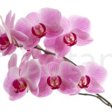 Orchidee_005