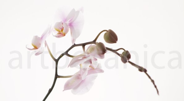 Orchidee_018