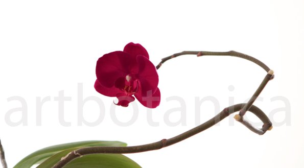 Orchidee_025