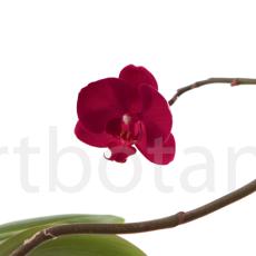 Orchidee_025