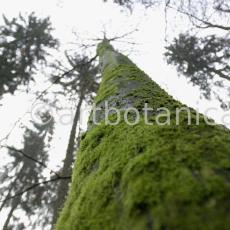 Natur-Bäume-8