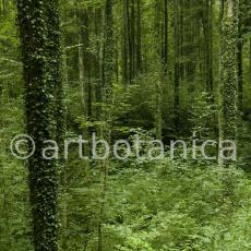 Natur-Wald-25
