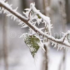 Natur-Winterimpressionen-1