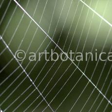 Strukturen-Spinnennetz-11