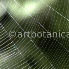 Strukturen-Spinnennetz-10