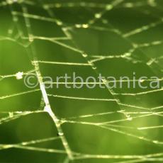 Strukturen-Spinnennetz-6