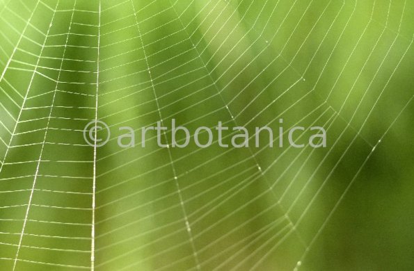 Strukturen-Spinnennetz-5