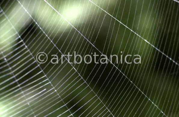 Strukturen-Spinnennetz-10