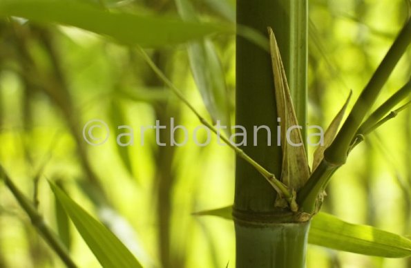 Nutzpflanzen-Bambus-24