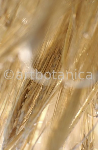 Nutzpflanzen-Getreide-19