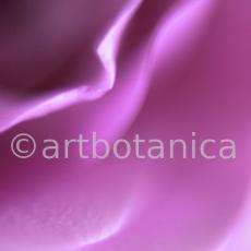 Rose-violett-4