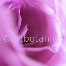 Rose-violett-5