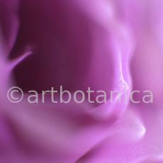 Rose-violett-3