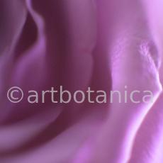 Rose-violett-6
