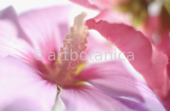 Hibiskus-Hibiscus-sabdariffa-38