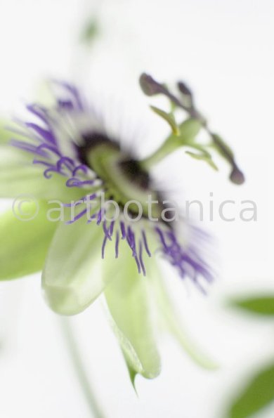 Passionsblume-Passiflora-incarnata-65