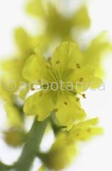 Agrimony-8