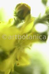 Agrimony-3