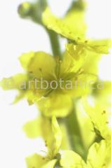 Agrimony-5