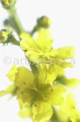 Agrimony