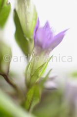 Gentian