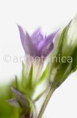 Gentian