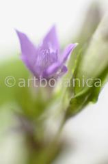 Gentian