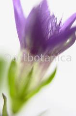 Gentian