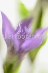 Gentian