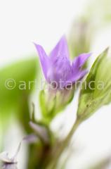 Gentian