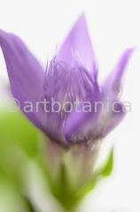 Gentian