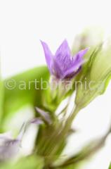 Gentian